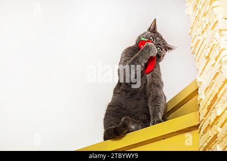 Un gatto birmano americano sogna un morbido giocattolo rosso sui gradini di legno Foto Stock