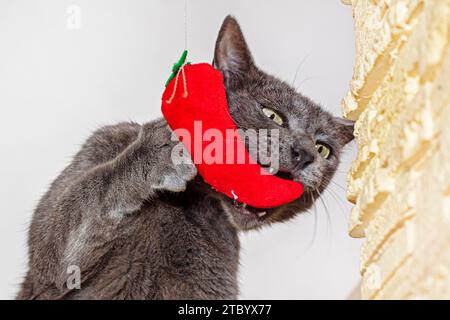 Un gatto birmano americano sogna un morbido giocattolo rosso sui gradini di legno Foto Stock