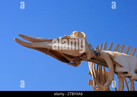 Scheletro di balena conservato (balena dal becco di Cuvier - ziphius caviostris) in mostra, El Cotillo, Fuerteventura, Isole Canarie, Spagna. Presa nel novembre 2023 Foto Stock