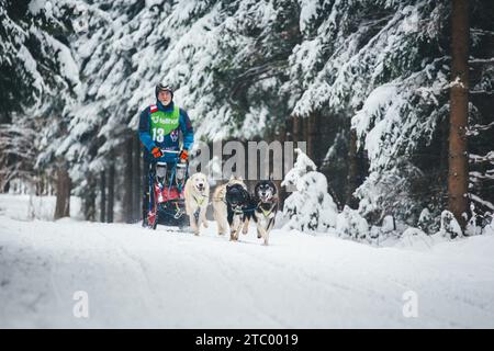 Corse di cani da slitta. Ottenschlag, Waldviertel, Austria Foto Stock