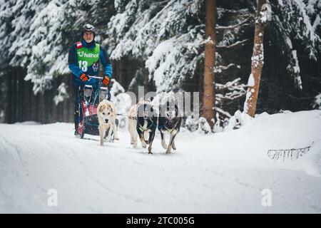 Corse di cani da slitta. Ottenschlag, Waldviertel, Austria Foto Stock
