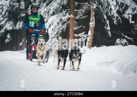 Corse di cani da slitta. Ottenschlag, Waldviertel, Austria Foto Stock