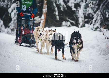Corse di cani da slitta. Ottenschlag, Waldviertel, Austria Foto Stock