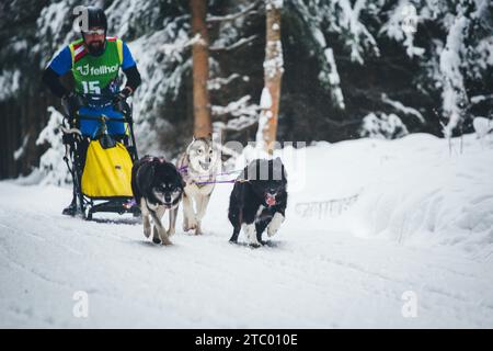 Corse di cani da slitta. Ottenschlag, Waldviertel, Austria Foto Stock