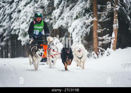 Corse di cani da slitta. Ottenschlag, Waldviertel, Austria Foto Stock
