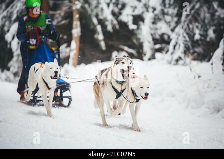 Corse di cani da slitta con Huskies. Ottenschlag, Waldviertel, Austria Foto Stock