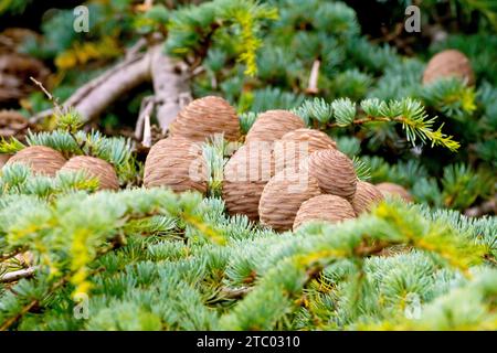 Cedro del Libano (cedrus libani), primo piano che mostra coni maturi maturi in piedi su un ramo dell'albero introdotto. Foto Stock