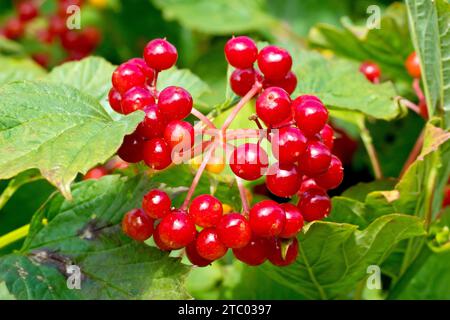 Rosa di Guelder (viburnum opulus), primo piano delle bacche rosse brillanti prodotte dal cespuglio in tarda estate. Foto Stock