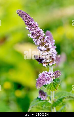 Menta, forse menta spearmenta (mentha spicata), forse menta profumata di mela (mentha rotundifolia), primo piano che mostra un picco dei fiori rosa della pianta. Foto Stock