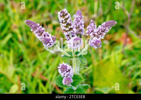 Menta, forse menta spearmenta (mentha spicata), forse menta profumata di mela (mentha rotundifolia), primo piano che mostra picchi dei fiori rosa della pianta. Foto Stock