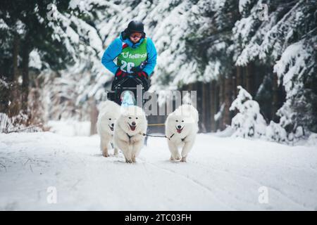 Corse di cani da slitta con Samoyeds. Ottenschlag, Waldviertel, Austria Foto Stock