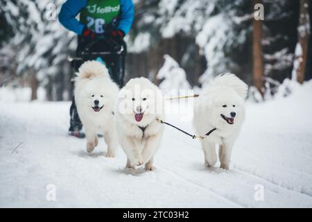 Corse di cani da slitta con Samoyeds. Ottenschlag, Waldviertel, Austria Foto Stock