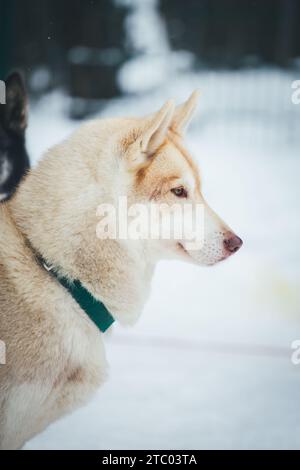 Siberian Husky alla puntata Foto Stock