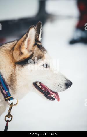 Siberian Husky alla puntata Foto Stock