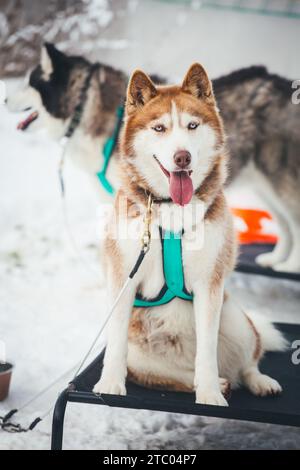 Siberian Husky alla puntata Foto Stock