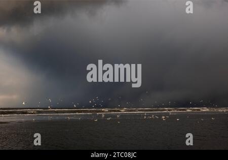 Gabbiani sulla spiaggia e nel surf sotto un cielo scuro e minaccioso, uccelli bianchi in contrasto con nuvole scure Foto Stock