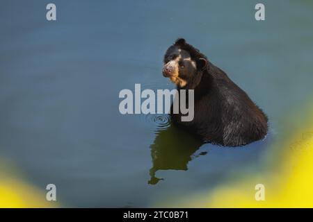 Orso Spectacled (Tremarctos ornatus) che fa il bagno sull'acqua - Orso sudamericano Foto Stock