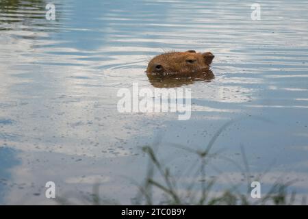 Capybara (Hydrochoerus hydrochaeris) che nuota con la testa sopra l'acqua - il più grande roditore del mondo Foto Stock