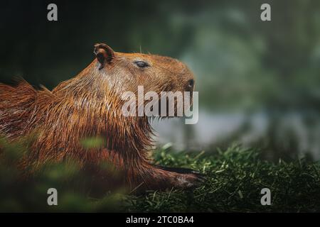 Capybara (Hydrochoerus hydrochaeris) - il più grande roditore del mondo Foto Stock
