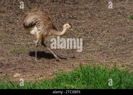 Bambino grande Rhea (Rhea americana) Foto Stock