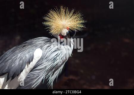 Grey Crowned Crane (Balearica regulorum) Foto Stock