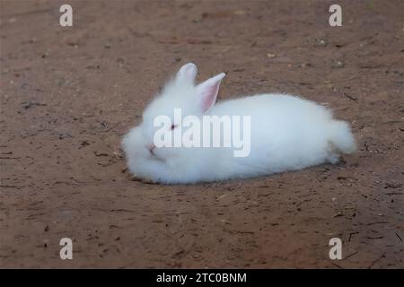 Coniglio bianco soffice Lionhead - razza domestica di coniglio Foto Stock