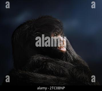 Black Spider Monkey (Ateles Chamek) Foto Stock