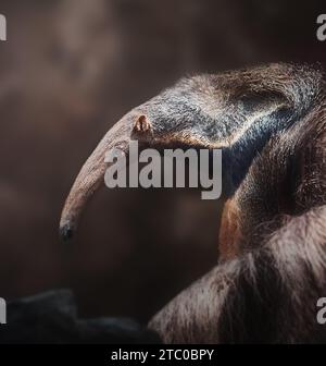 Anteater gigante (Myrmecophaga tridactyla) su sfondo marrone Foto Stock