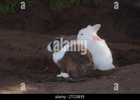 Coppia di conigli Lionhead - razza domestica di conigli Foto Stock