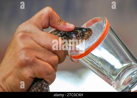 La mungitura cobra veleno di serpente in Thailandia Foto Stock