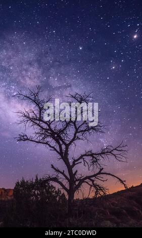 Un albero arido si erge sulla silhouette contro un cielo stellato illuminato da molte stelle. Foto Stock