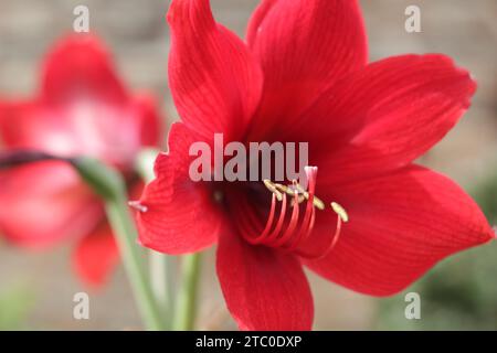 Fuoco selettivo fiore Amaryllis, ibisco rosso. Sono visibili fiori rossi brillanti con filamenti fini Foto Stock