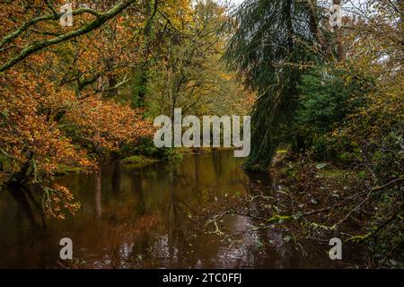 Fiume Lymington in autunno, vista sulla natura autunnale, New Forest National Park, Hampshire, Inghilterra, Regno Unito Foto Stock