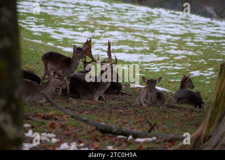 Cervi a riposo in habitat naturale. I cervi a riposo in inverno. Foto Stock
