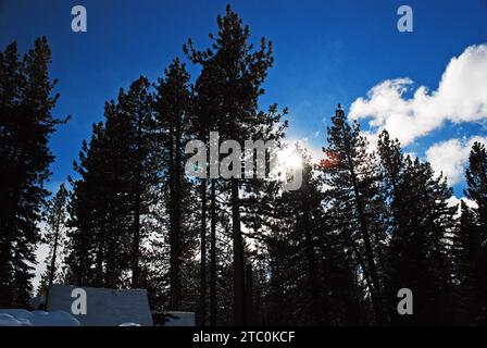 In inverno, il sole si innalza attraverso alti alberi di sequoia Foto Stock