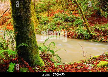 Un torrente scorre attraverso una foresta pluviale nel Muir Woods National Monument nella contea di Marin vicino a San Francisco Foto Stock