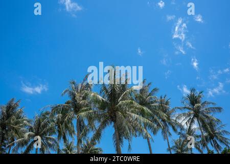 Alberi di palma contro vacanze tropicali dal cielo blu Foto Stock