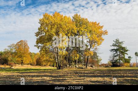 Boschetto di Populus tremula, chiamato aspen comune, aspen eurasiatico, aspen europeo, o aspen quaking, vista del paesaggio autunnale Foto Stock