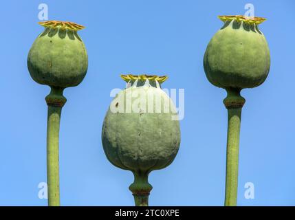 Dettaglio del papavero da oppio in latino papaver somniferum, tre papaveri verdi su sfondo blu, il papavero è coltivato nella Repubblica Ceca per il cibo indus Foto Stock