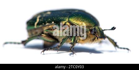 Green Rose Chafer, in latino Cetonia Aurata, isolato su sfondo bianco Foto Stock