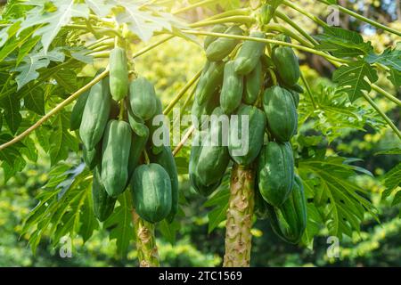 Papaya verde di grande maturazione papaia sull'albero con grande foglia verde con petioli rossi. Foto Stock