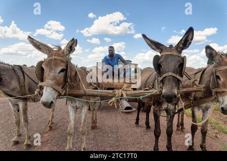 l'uomo africano con carrello d'asino porta in batteria vendendo acqua da vendere nel villaggio Foto Stock