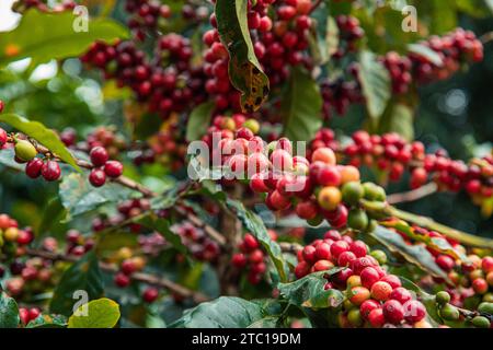 Bacche di caffè arabo sul ramo della pianta di caffè nella piantagione di caffè nella regione di Boquete, Panama Foto Stock