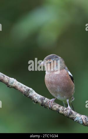 Chaffinch eurasiatico [ Fringilla coelebs ] uccello maschio su un bastone Foto Stock