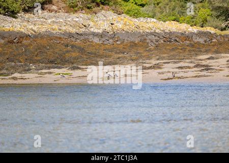 Una vista sull'acqua di quattro corvi incappucciati (Corvus cornix) su una spiaggia rocciosa coperta di alghe vicino a Mallaig, Lochaber nelle Highlands scozzesi. REGNO UNITO Foto Stock