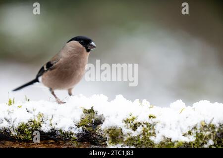 Adulta femmina eurasiatica Bullfinch (Pyrrhula pyrrrhula) arroccata su un ramo innevato in inverno, scena giardino - Yorkshire, Regno Unito a dicembre (2023) Foto Stock