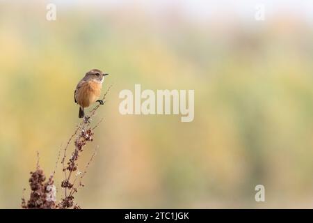 European Stonechat (Saxicola rubicola) appollaiato su una testa di semina in autunno. Yorkshire, Regno Unito a novembre Foto Stock