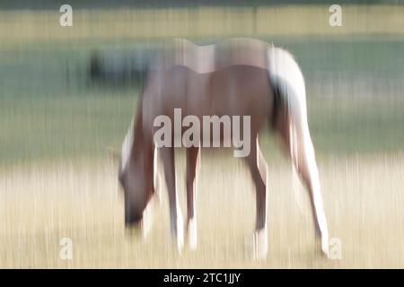 Cavalli, doppia esposizione e fotografia ICM per stampe artistiche. Ambientazione equestre in un campo, icm sfocata e immagini fantasma. Foto Stock