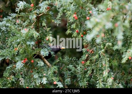 Uccello nero maschio adulto (turdus merula) incorniciato da rami di Yew e bacche rosse. Yorkshire, Regno Unito in autunno Foto Stock