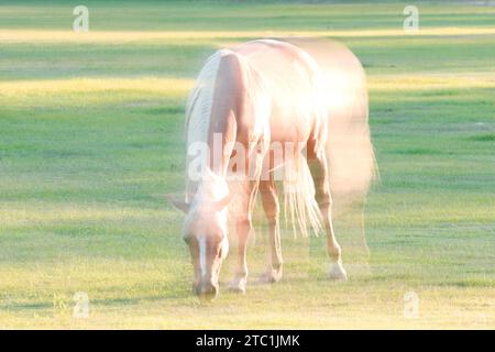 Cavalli, doppia esposizione e fotografia ICM per stampe artistiche. Ambientazione equestre in un campo, icm sfocata e immagini fantasma. Foto Stock